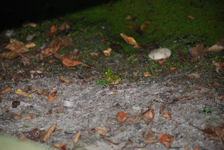 Qualche Pelophylax sp.!!!